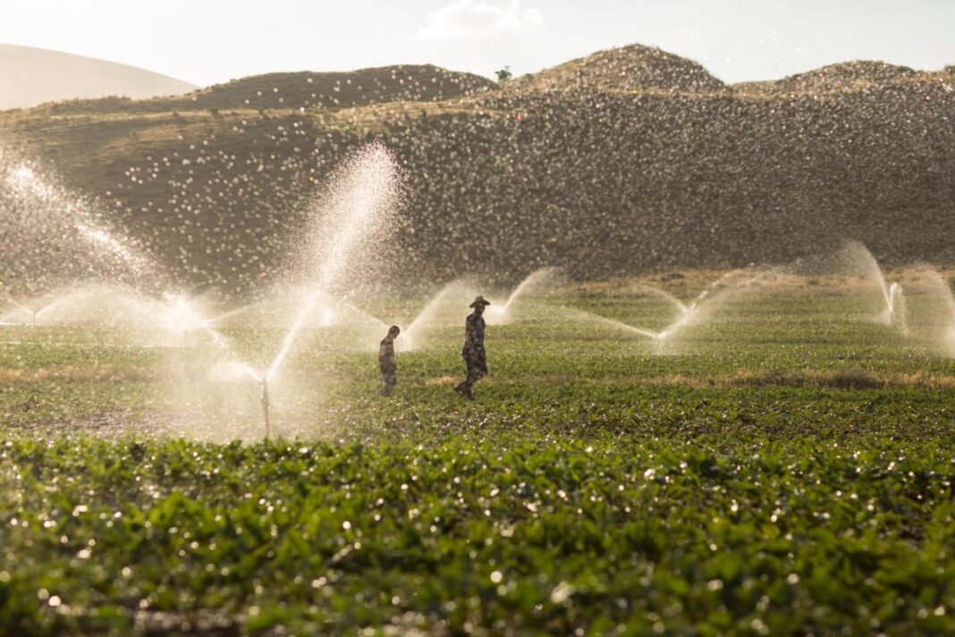 Farmers Paid to Squander Water
